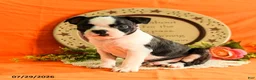 Boston Terrier dogs for sale: Zipper - Ad 3