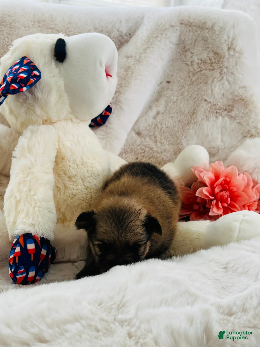 Pomeranian dogs for sale: Pomeranian 2 - Ad 2