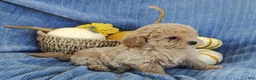 Mixed Breed dogs for sale: Snickers  - Ad 8
