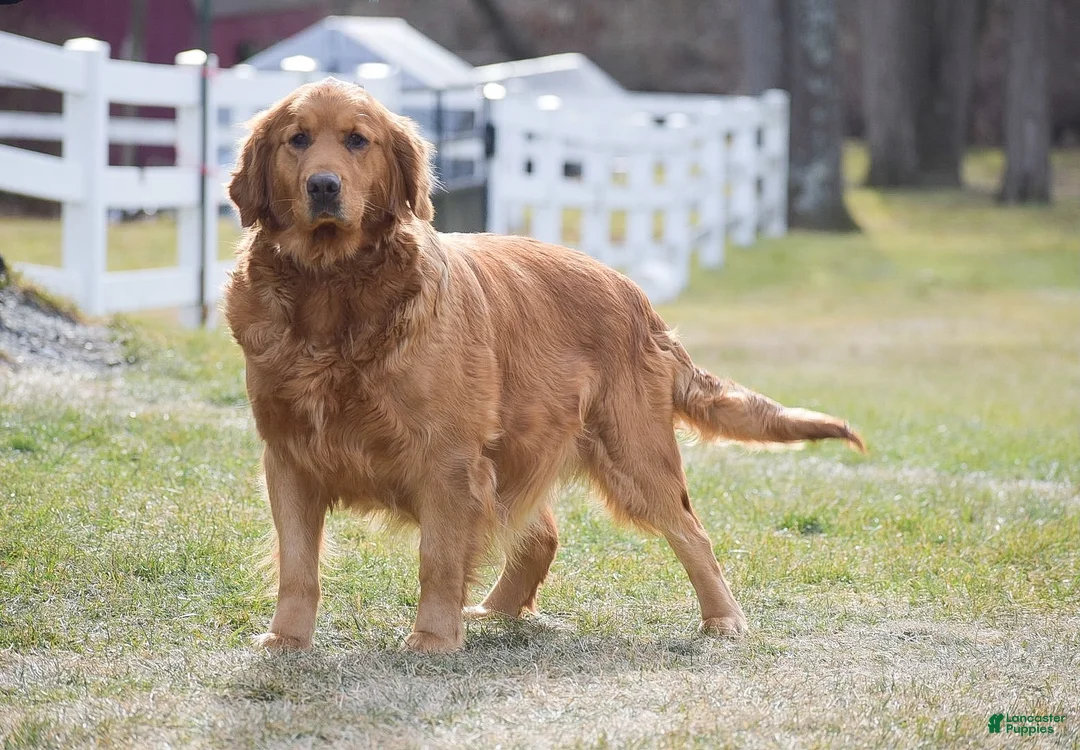 Golden Retriever dogs for sale: Brett - Ad 2