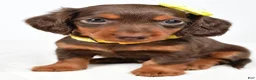 Miniature Dachshund dogs for sale: Cody - Ad 4