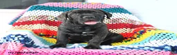 Cane Corso dogs for sale: Sadie - Ad 4