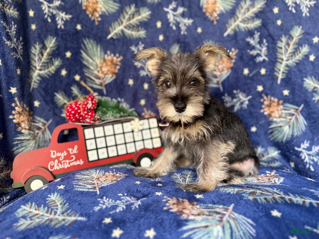Miniature Schnauzer dogs for sale: Donner - Ad 2