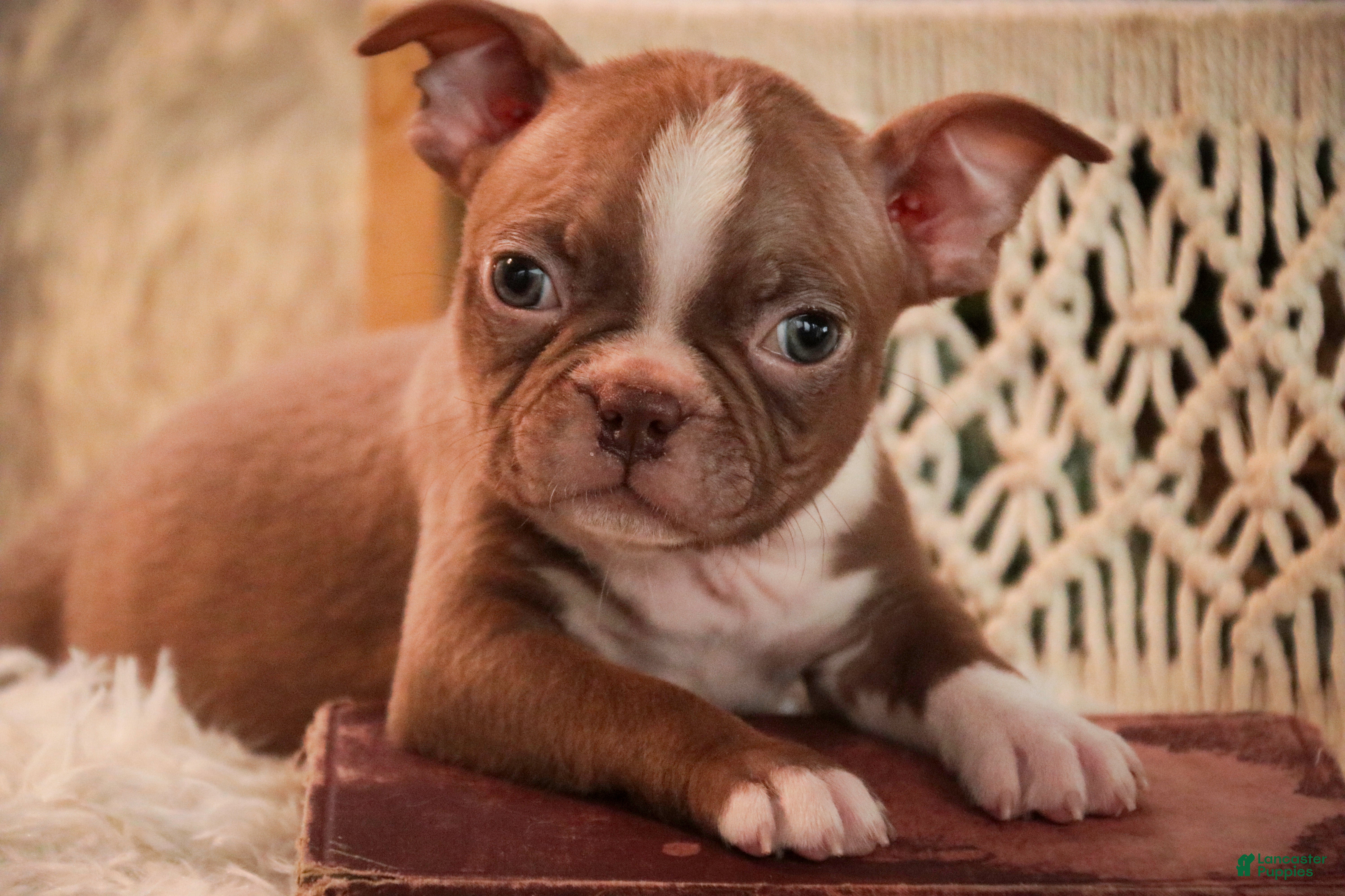 Boston Terrier dogs Boston Terrier Puppy 1 - Ad 1