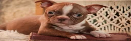 Boston Terrier dogs for sale: Boston Terrier Puppy 1 - Ad 1