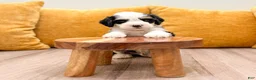 Mini Bernedoodle dogs for sale: Shadow - Ad 4