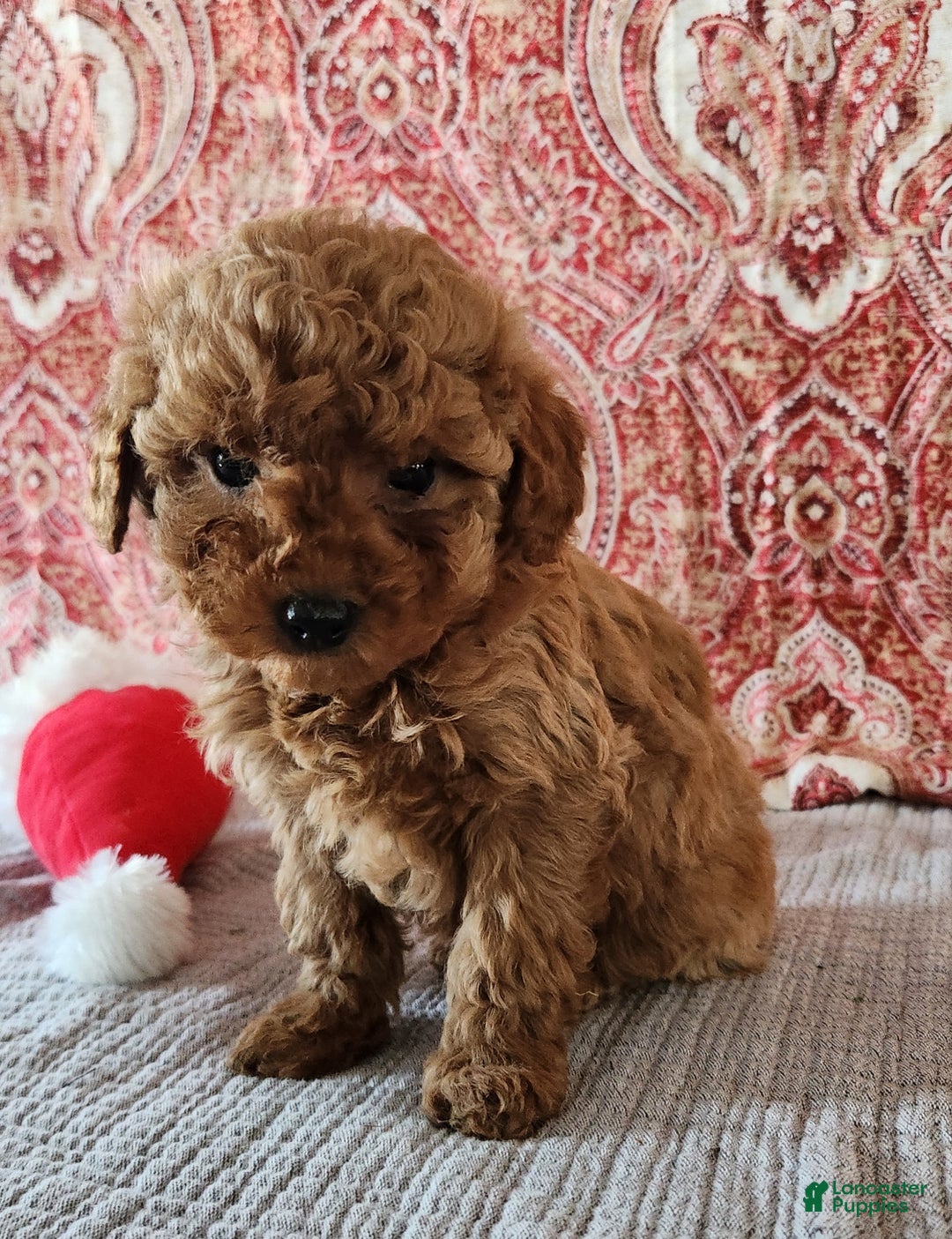 Mini Goldendoodle dogs for sale: Brook  - Ad 7