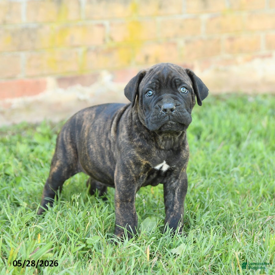 Cane Corso dogs Dawson - Ad 1