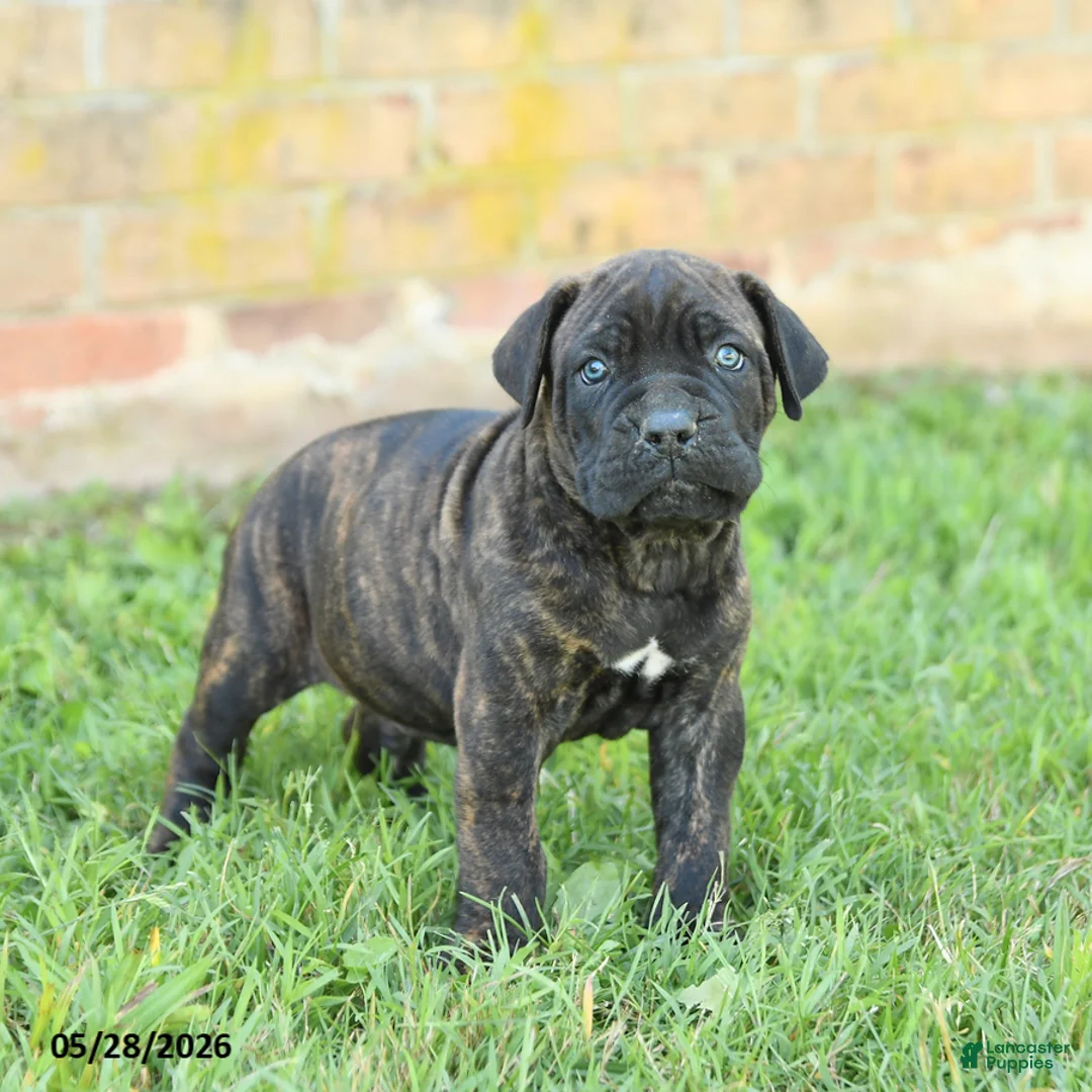 Cane Corso dogs for sale: Dawson - Ad 1