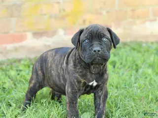 Cane Corso dogs for sale: Dawson - Ad 1