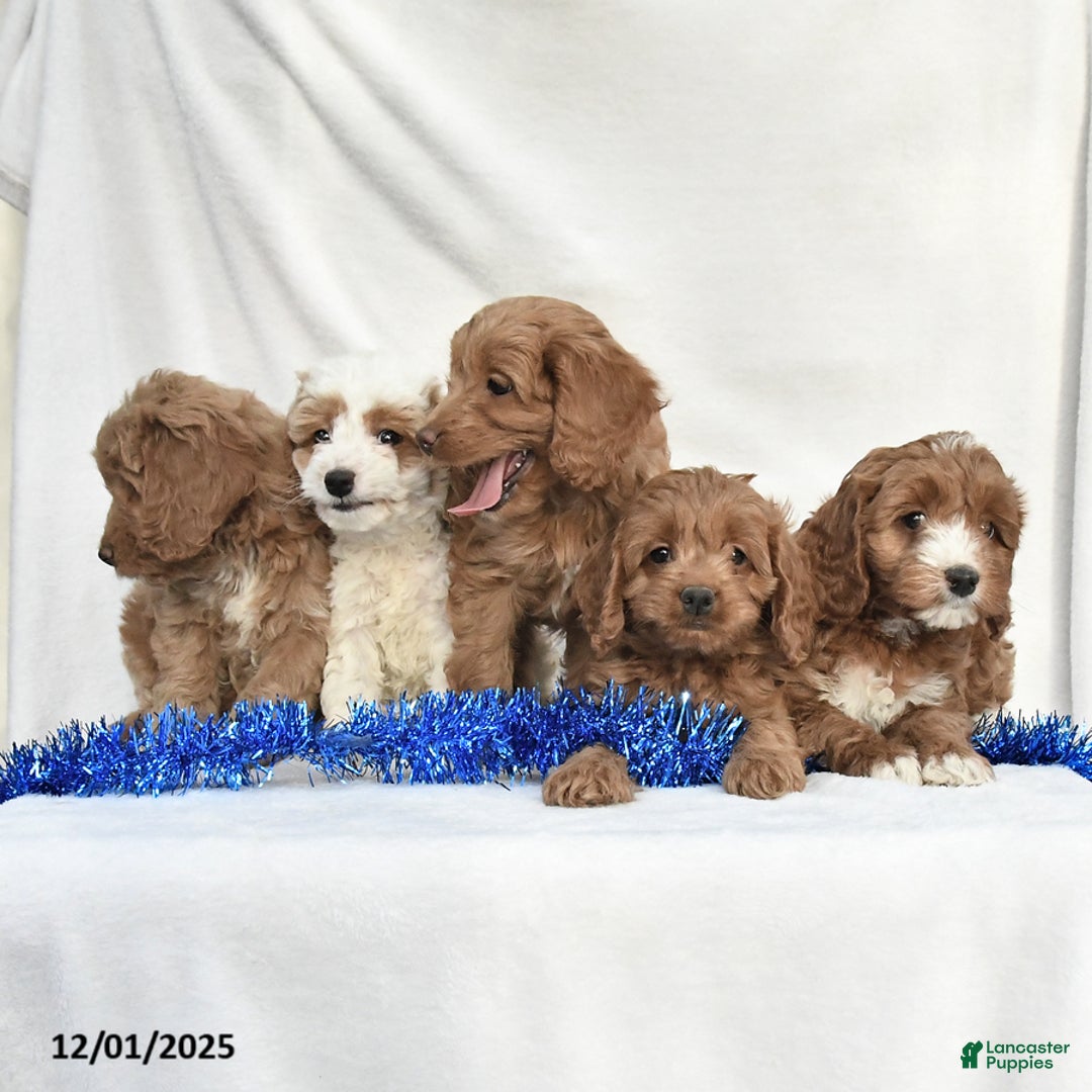 Cockapoo dogs for sale: Dixon - Ad 3
