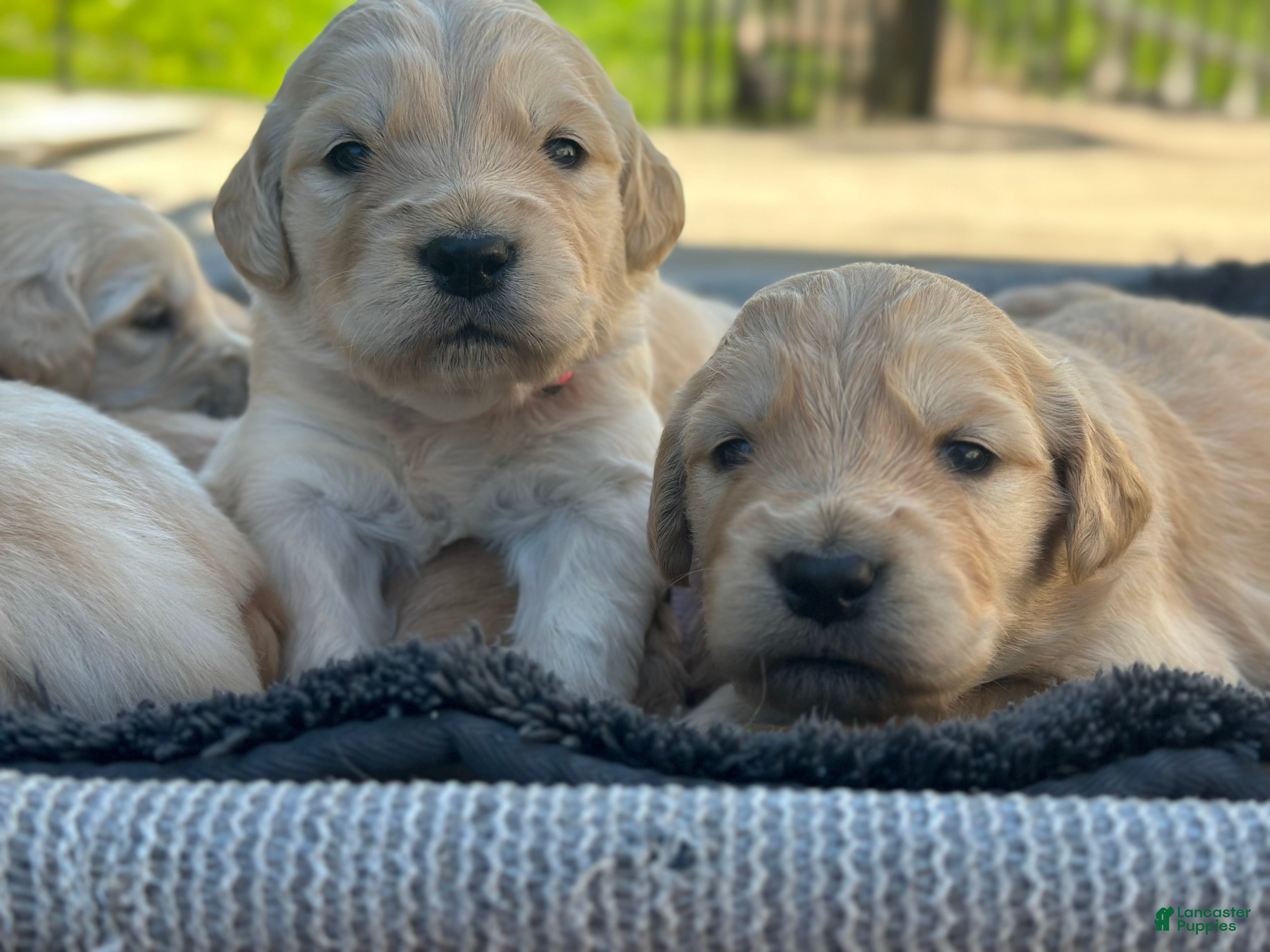 Golden Retriever dogs Penne - Ad 1