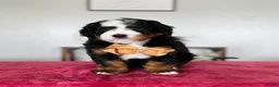 Mini Bernedoodle dogs for sale: Liam - Ad 1