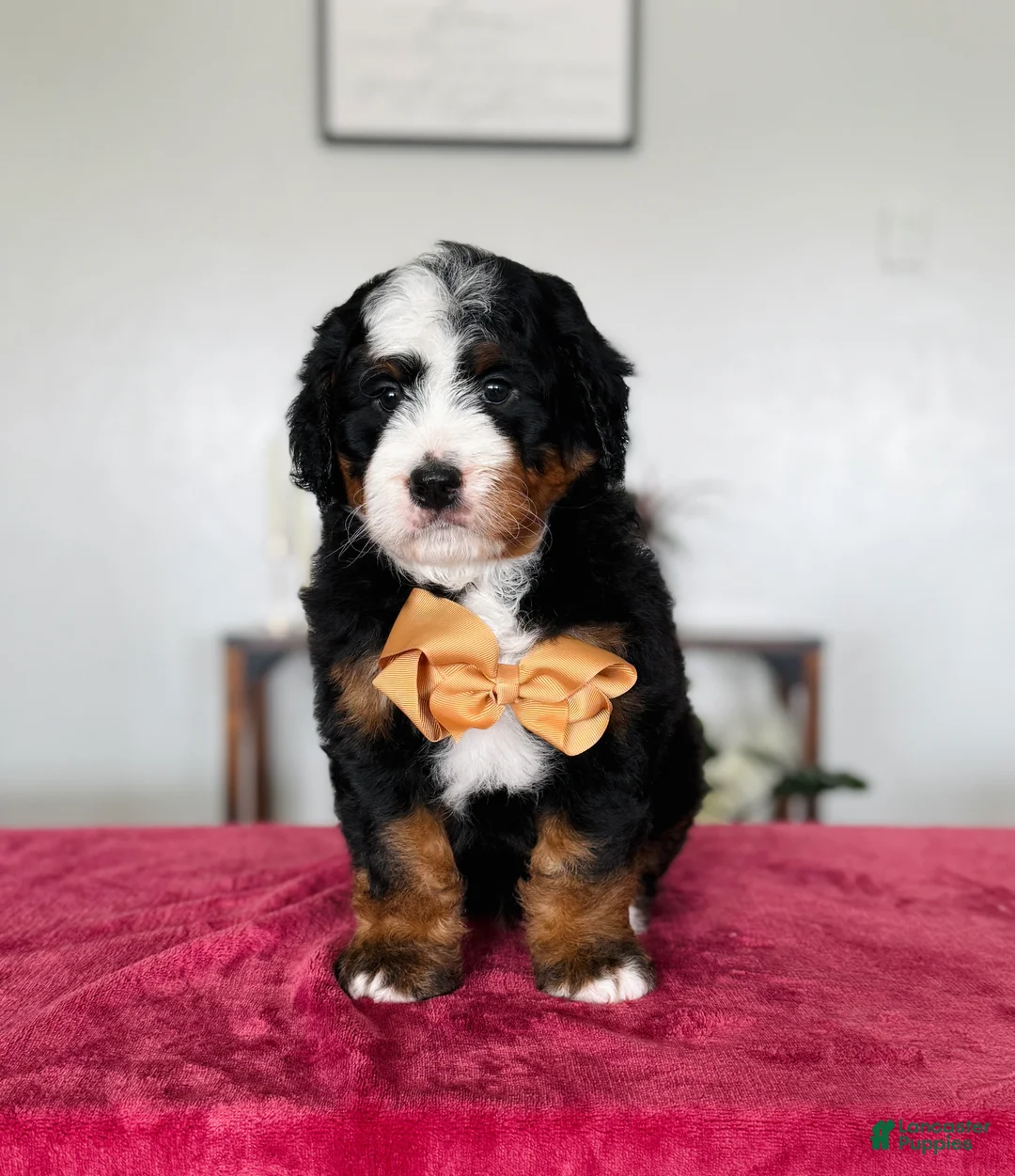 Mini Bernedoodle dogs for sale: Liam - Ad 1