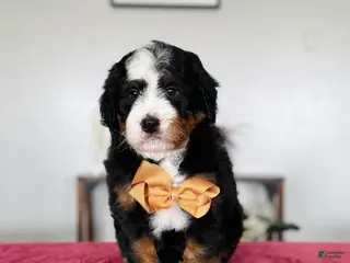 Mini Bernedoodle dogs for sale: Liam - Ad 3