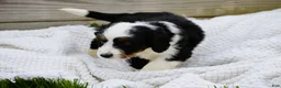 Mini Bernedoodle dogs for sale: Lola - Ad 4