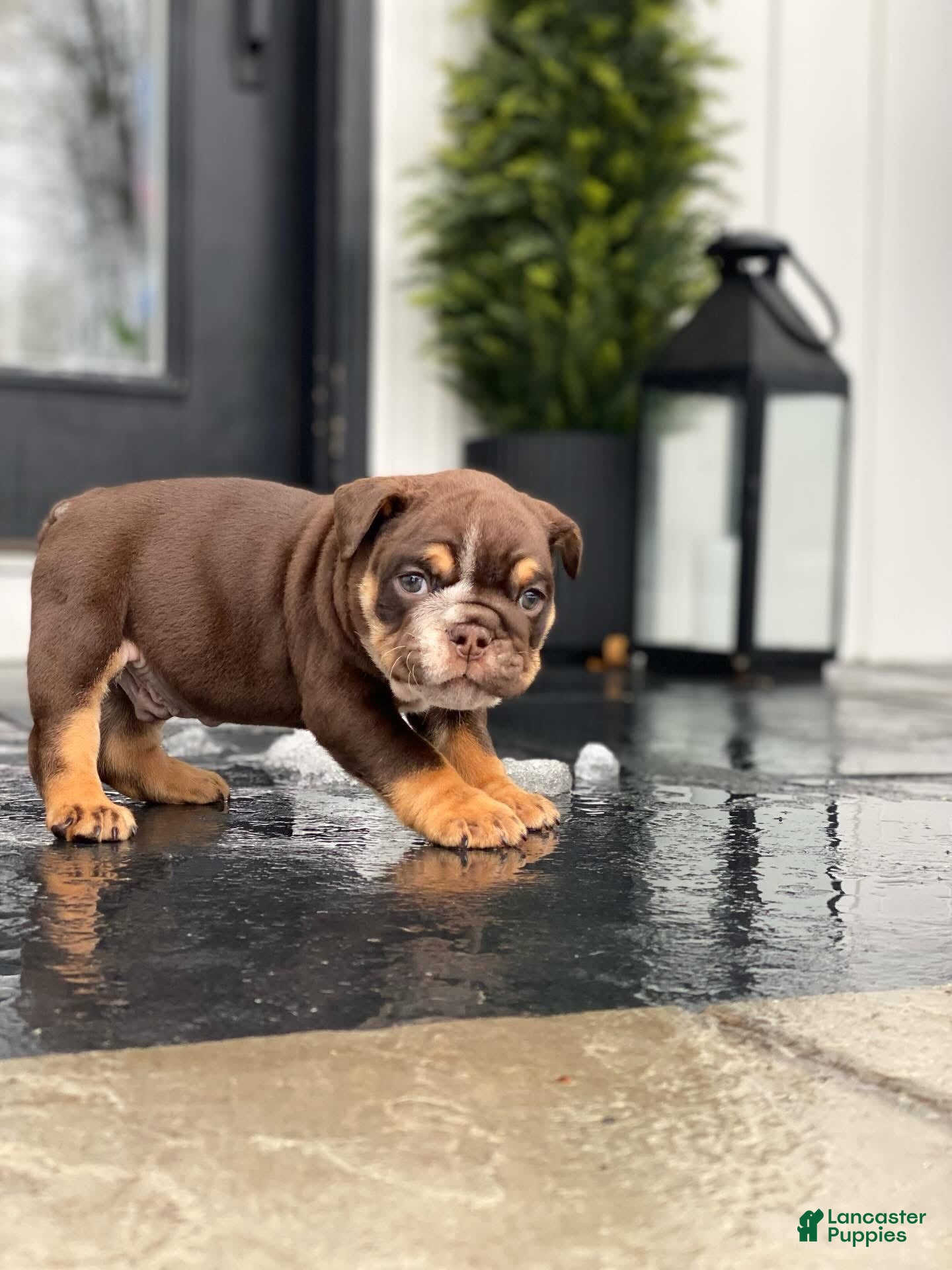 English Bulldog dogs Valentine - Ad 24