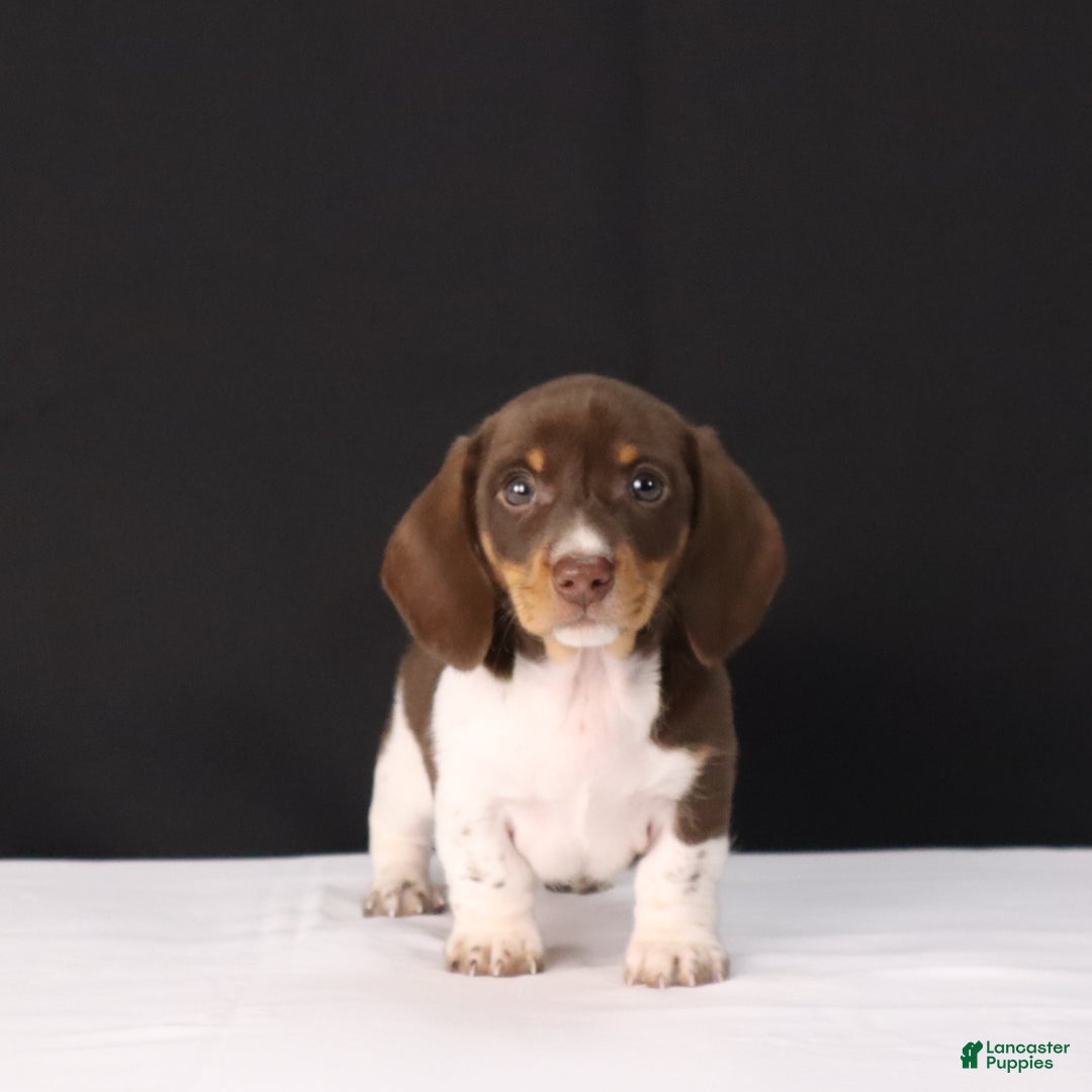 Dachshund dogs for sale: Pete - Ad 9