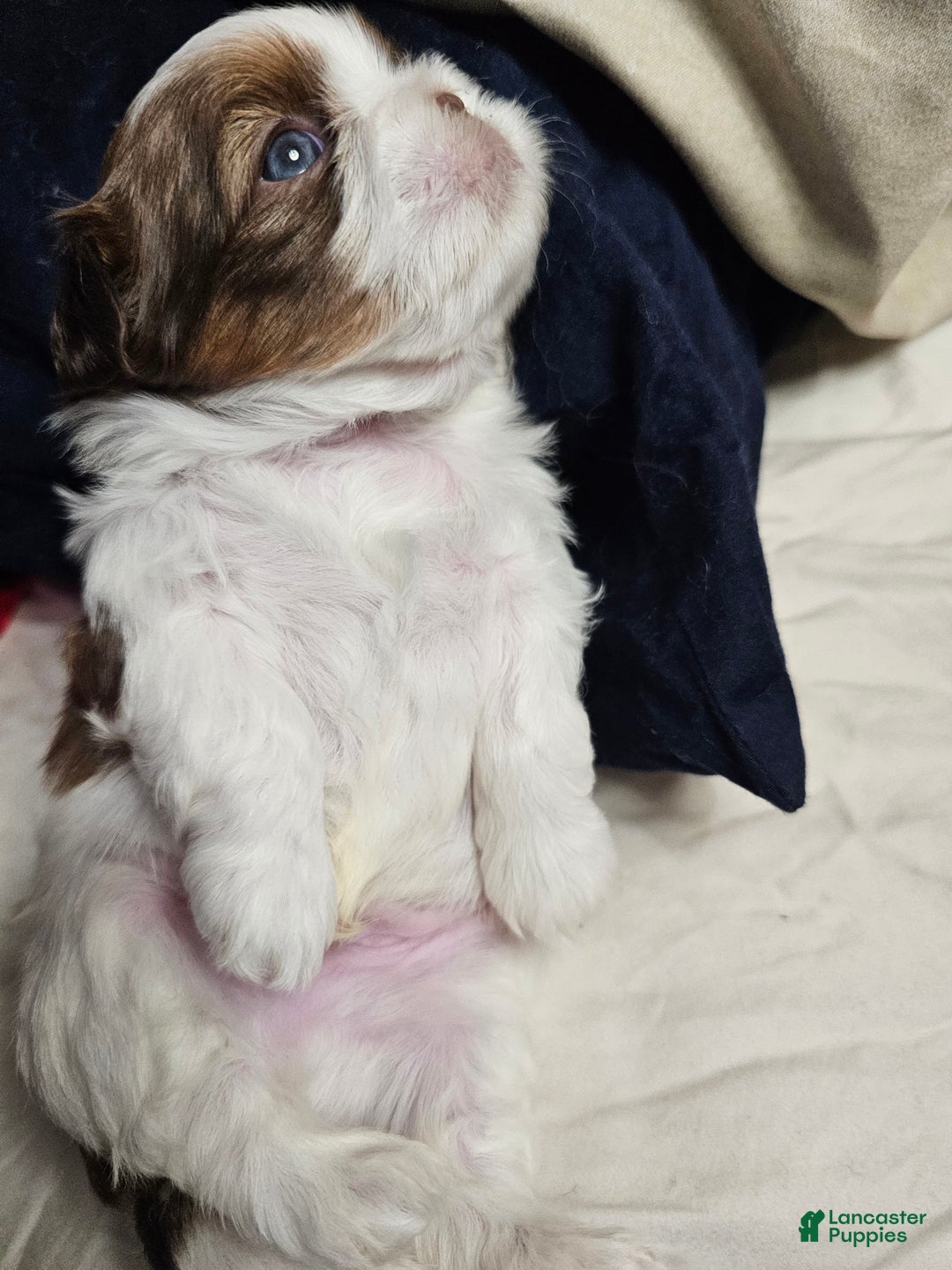 Shih Tzu dogs for sale: Yogi - Ad 4