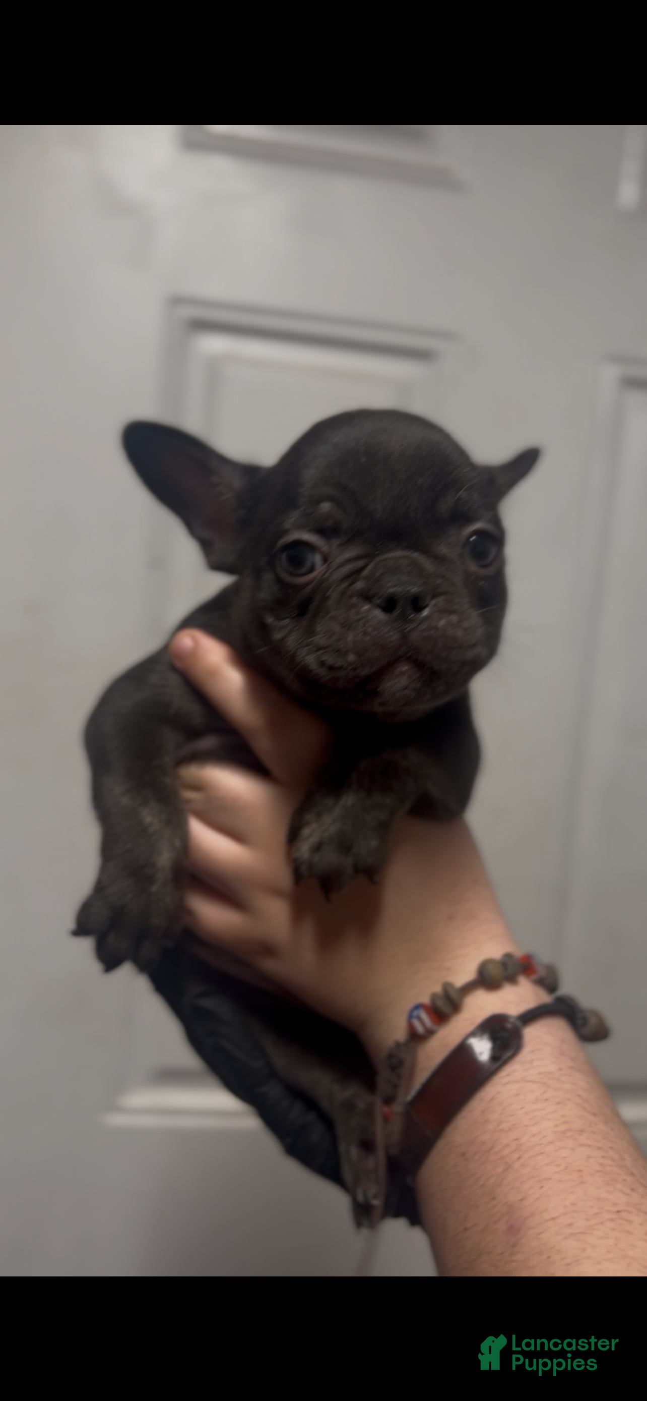 French Bulldog dogs French Bulldog Puppy 3 - Ad 42