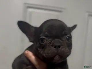 French Bulldog dogs French Bulldog Puppy 3 - Ad 38