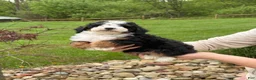 Miniature Poodle dogs for sale: Rory  - Ad 8