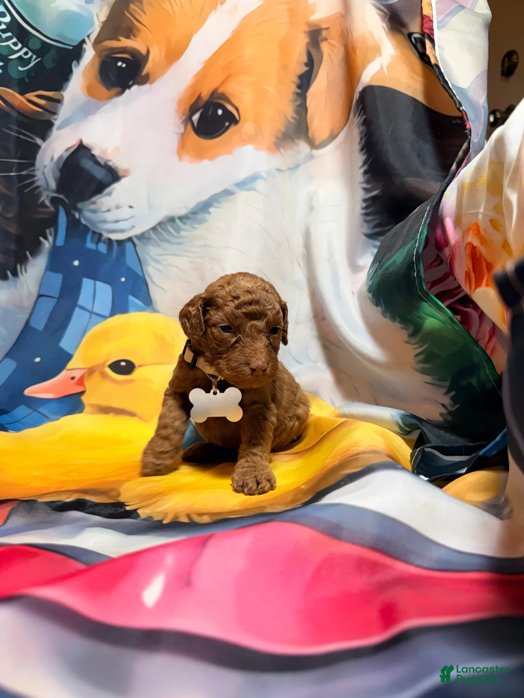 Miniature Poodle dogs for sale: Miniature Poodle Puppy 2 - Ad 2