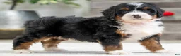 Mini Bernedoodle dogs for sale: Sammy - Ad 4