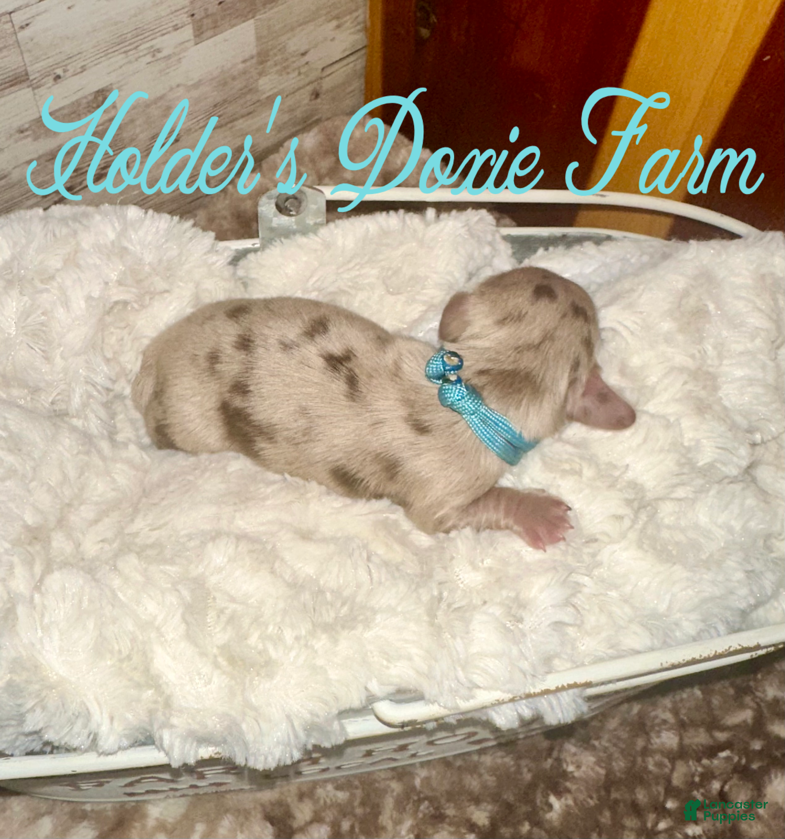 Miniature Dachshund dogs Wern - Ad 35