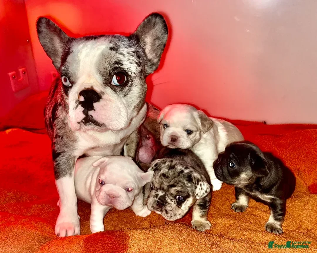 French Bulldog dogs for sale: Jake - Ad 2