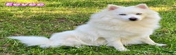 Pomsky dogs for sale: CJ “Caramel Jr” - Ad 15
