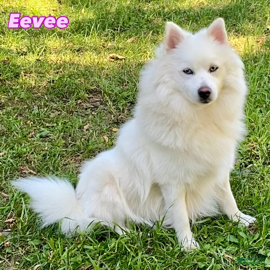 Pomsky dogs for sale: CJ “Caramel Jr” - Ad 15