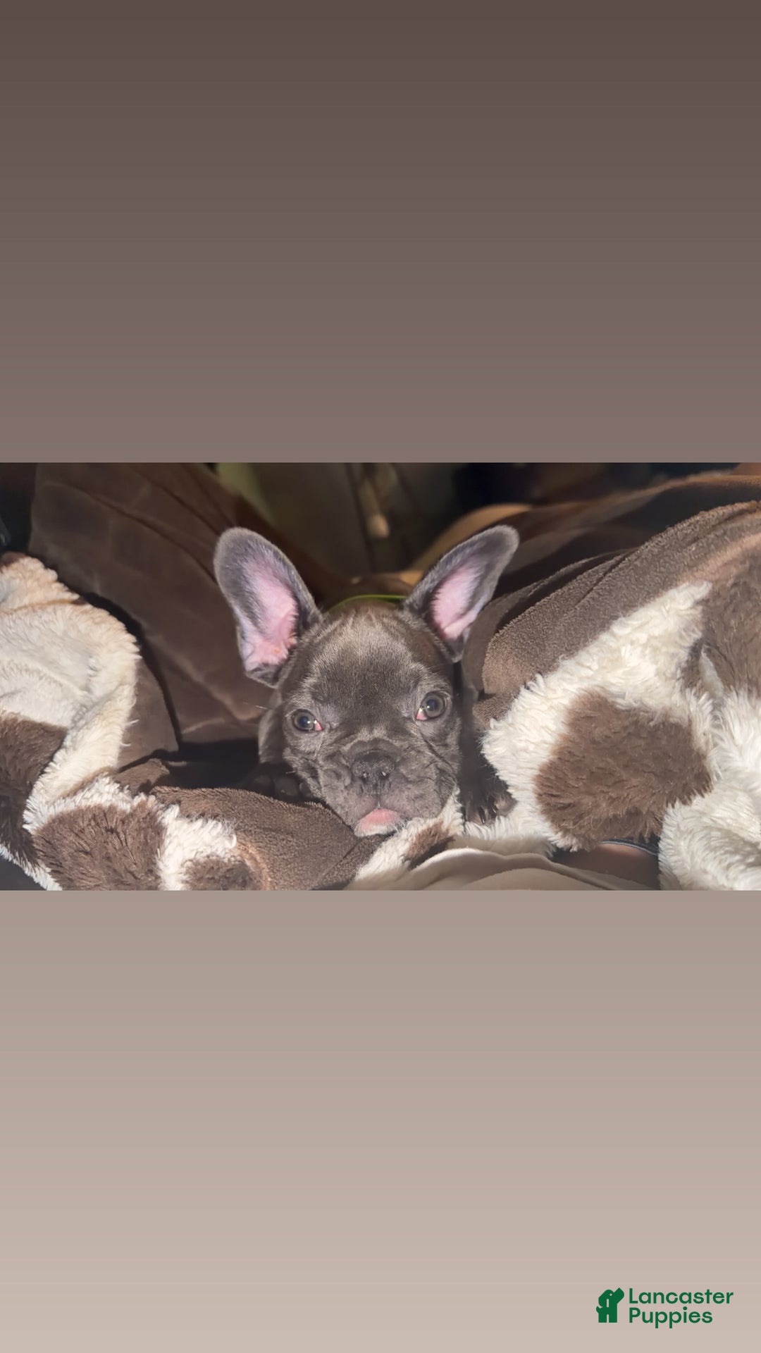 French Bulldog dogs for sale: French Bulldog Puppy  - Ad 3