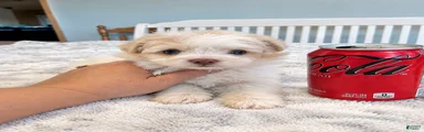 Pomapoo female 