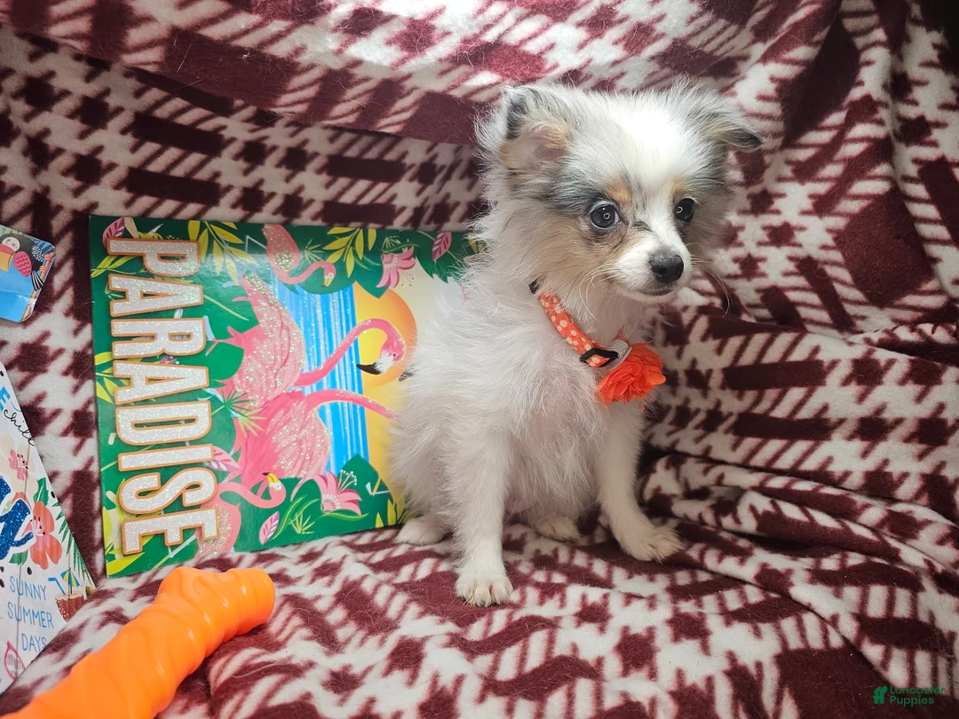 Pomeranian dogs for sale: Izza the Lovely  - Ad 1