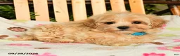 Maltipoo dogs for sale: Muffin - Ad 5