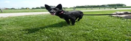 Mixed Breed dogs for sale: Mixed Breed 1 Zoey - Ad 4