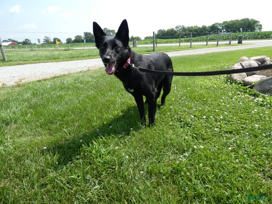 Mixed Breed dogs for sale: Mixed Breed 1 Zoey - Ad 4