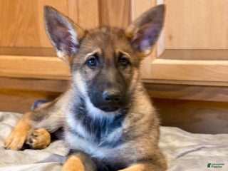 German Shepherd dogs - Ad 34