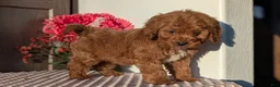 Cavapoo dogs for sale: Turbo  - Ad 8