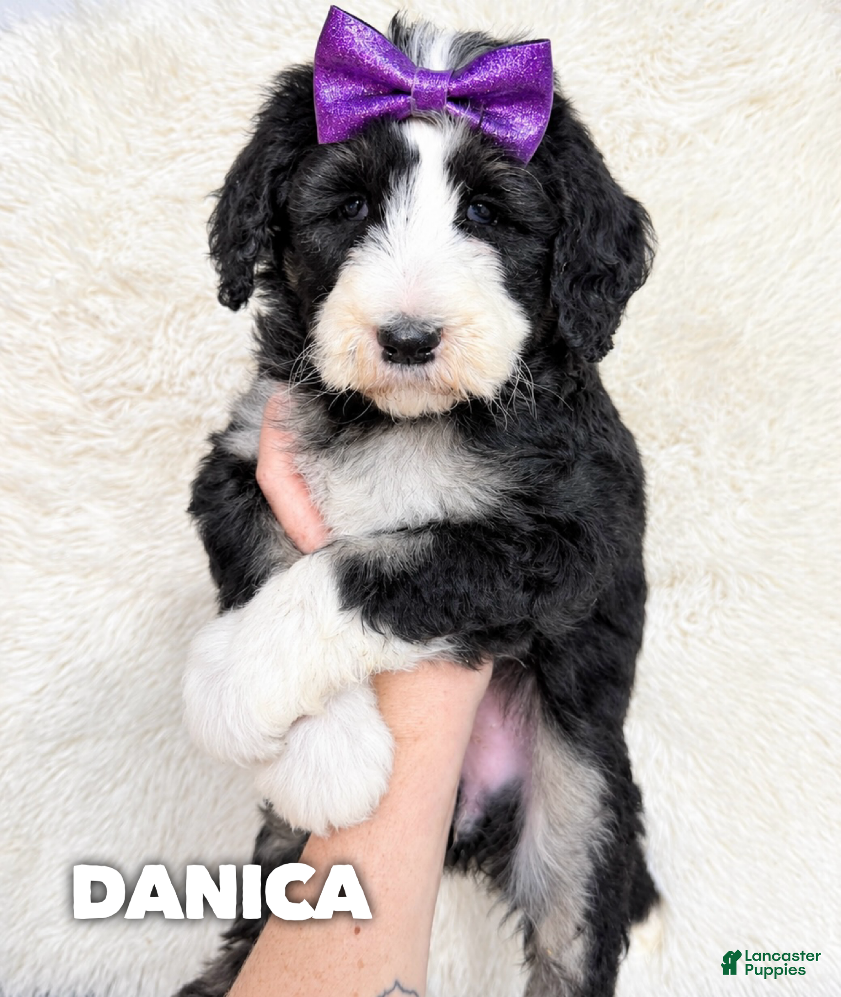 Aussiedoodle dogs for sale: Danica - standard f1b - Ad 36