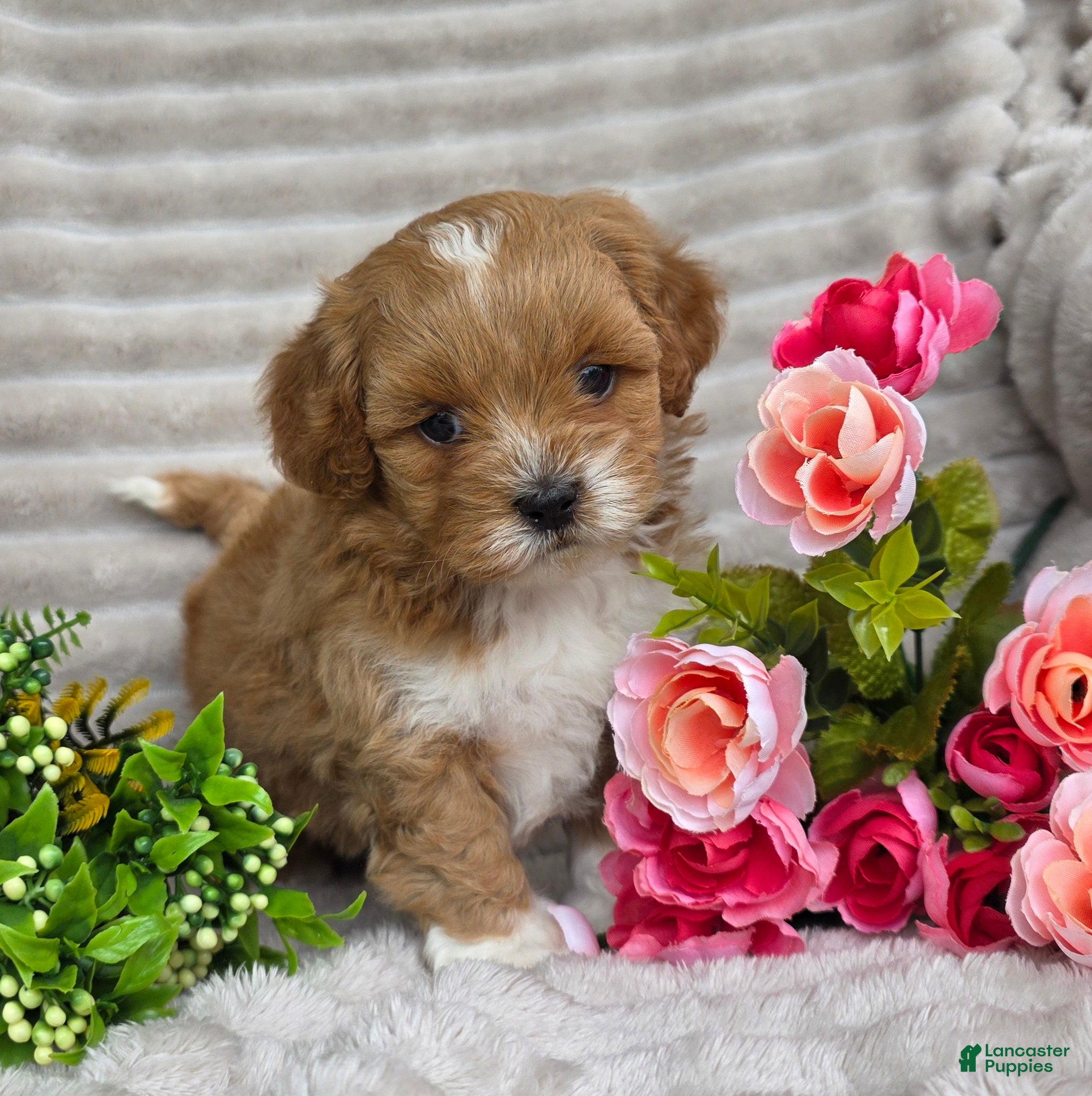Shihpoo dogs Queenie - Ad 1