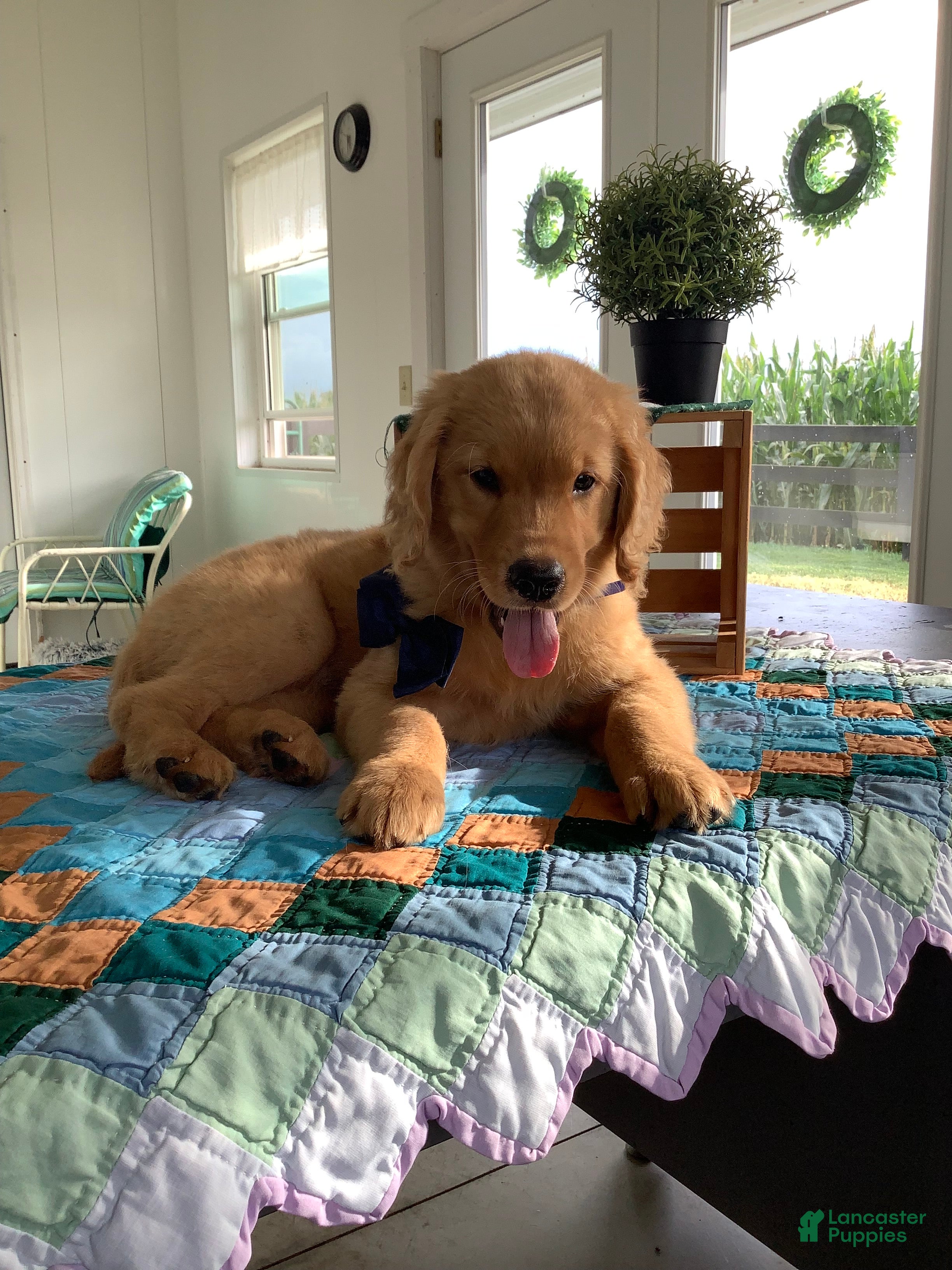 Golden Retriever dogs Golden Retriever 1 Frank  - Ad 2