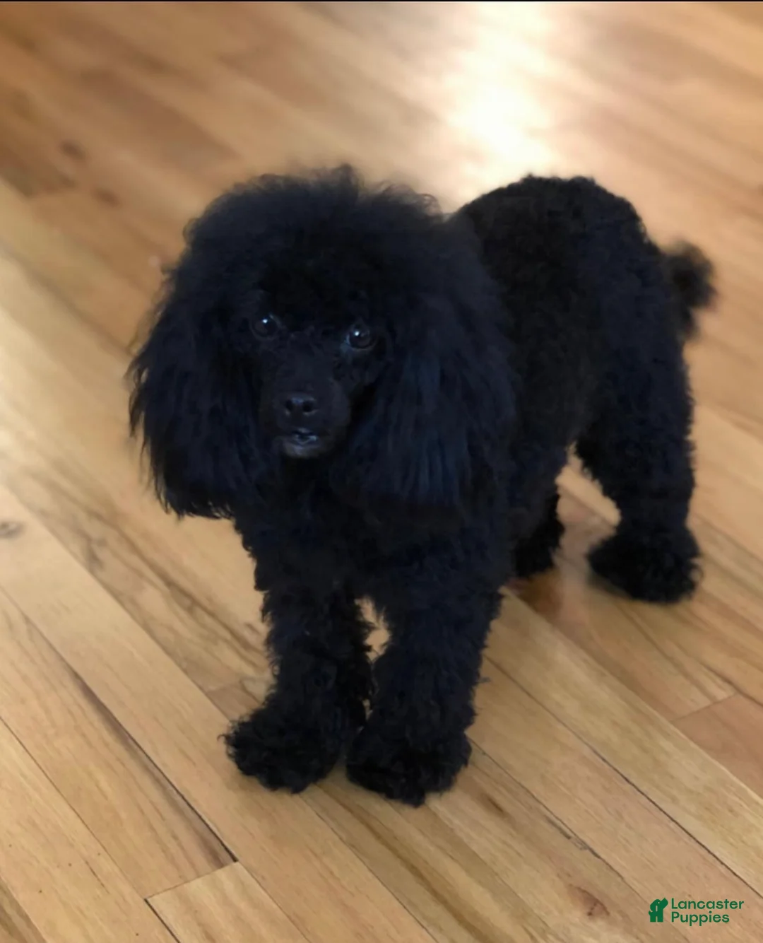 Toy Poodle dogs for sale: Midnight - Ad 2