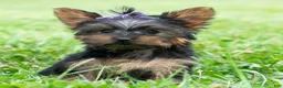 Yorkshire Terrier dogs for sale: Rosaria - Ad 1