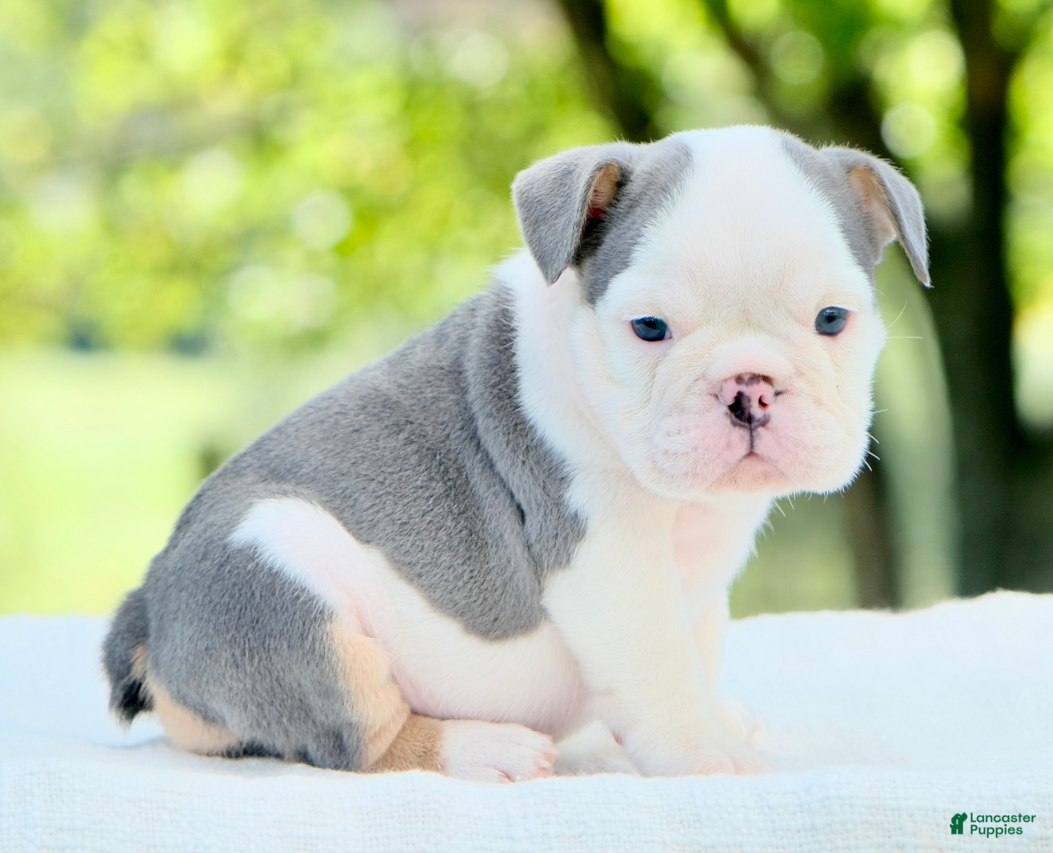 English Bulldog dogs Lily - Ad 1