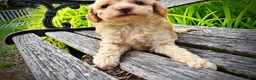 Havapoo dogs for sale: Ajax--SUMMER SALE!! $100 off listed price!!  - Ad 8
