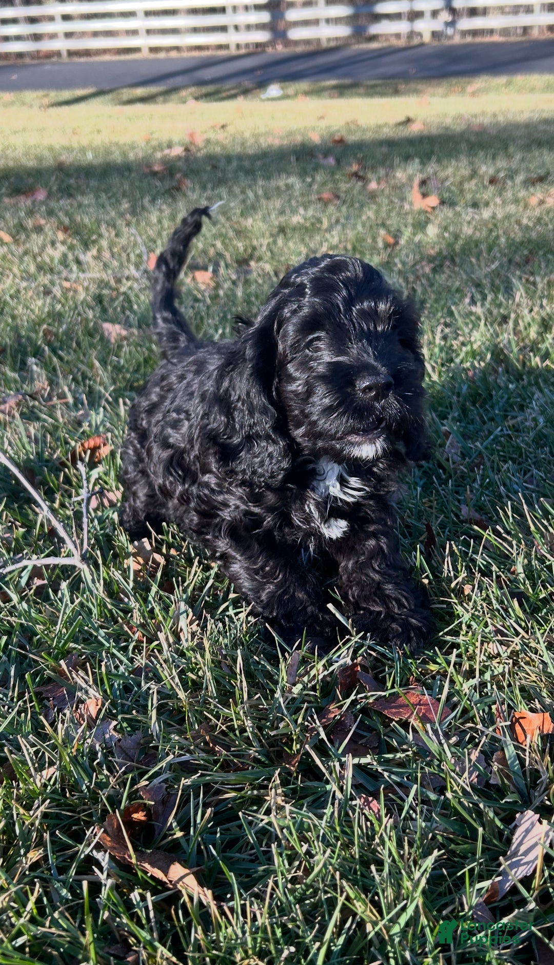 Cockapoo dogs for sale: Vesper - Ad 3