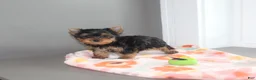 Yorkshire Terrier dogs for sale: Pansy - Ad 7