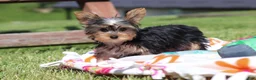 Yorkshire Terrier dogs for sale: Ollie - Ad 12